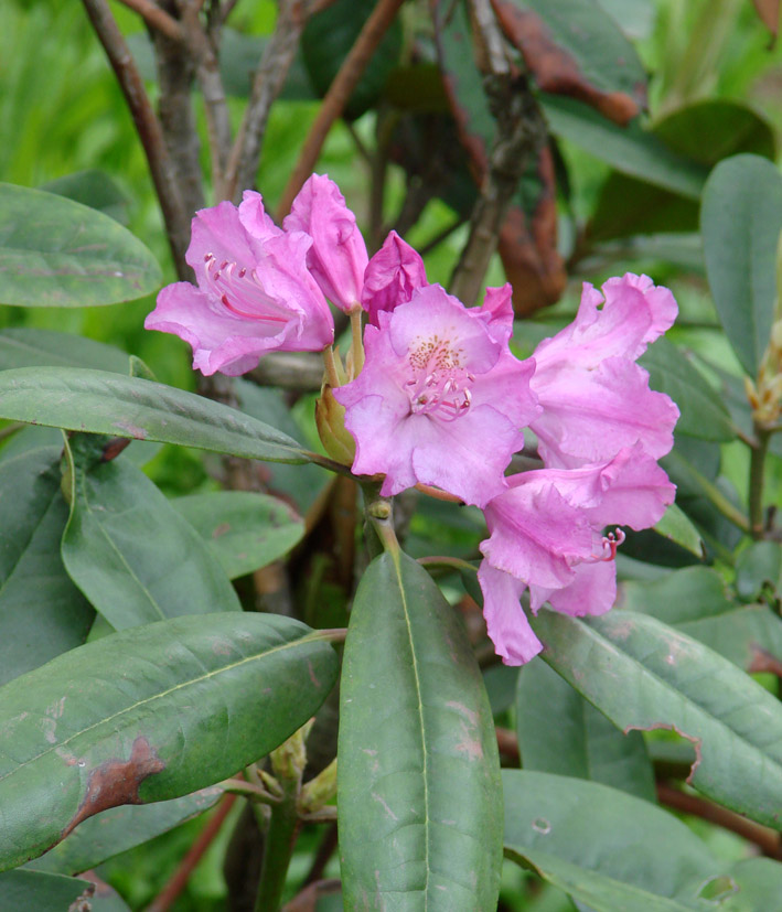 Изображение особи род Rhododendron.