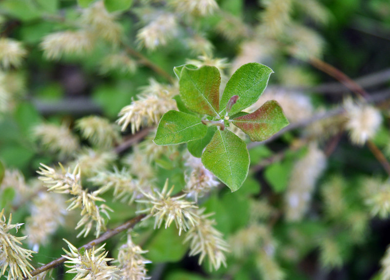 Изображение особи Salix aurita.