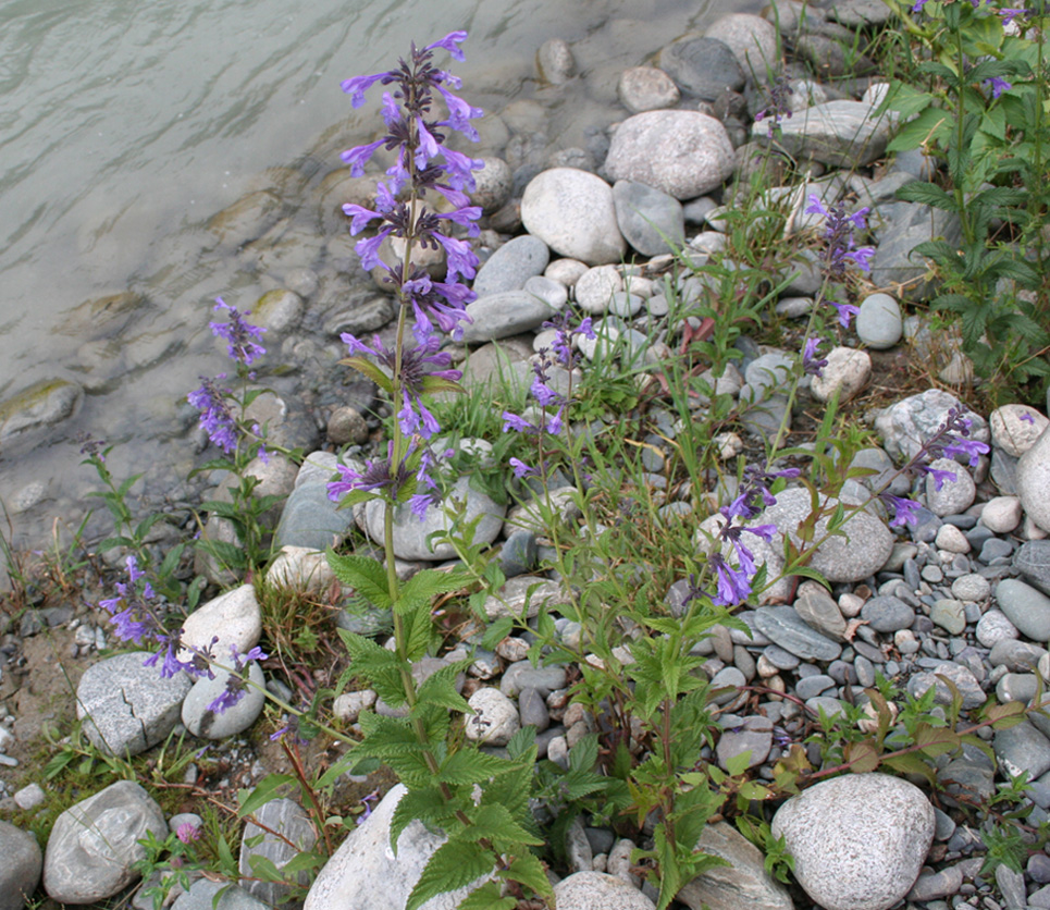 Изображение особи Nepeta sibirica.