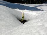 Lysichiton camtschatcensis