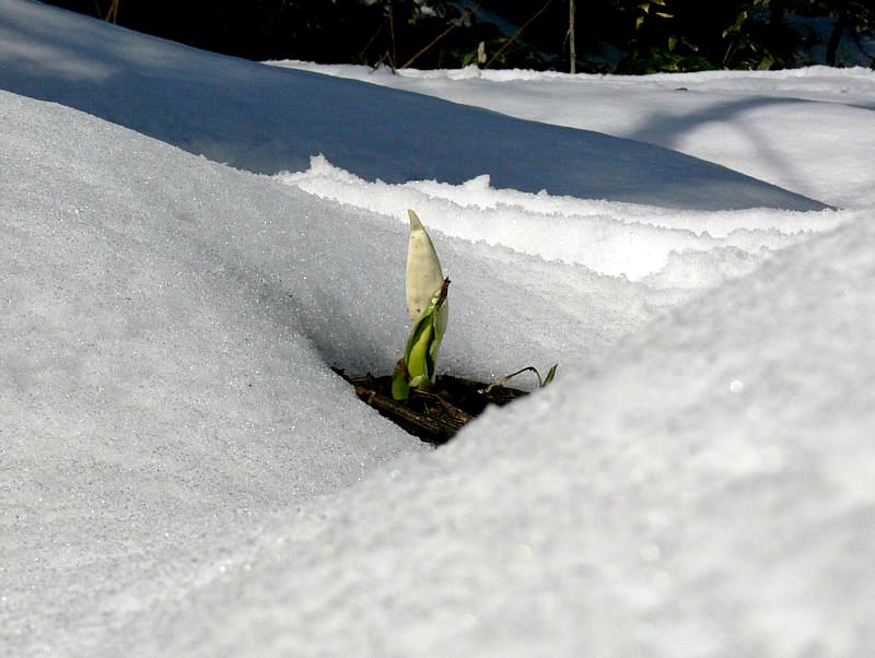 Изображение особи Lysichiton camtschatcensis.