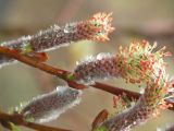 Salix udensis