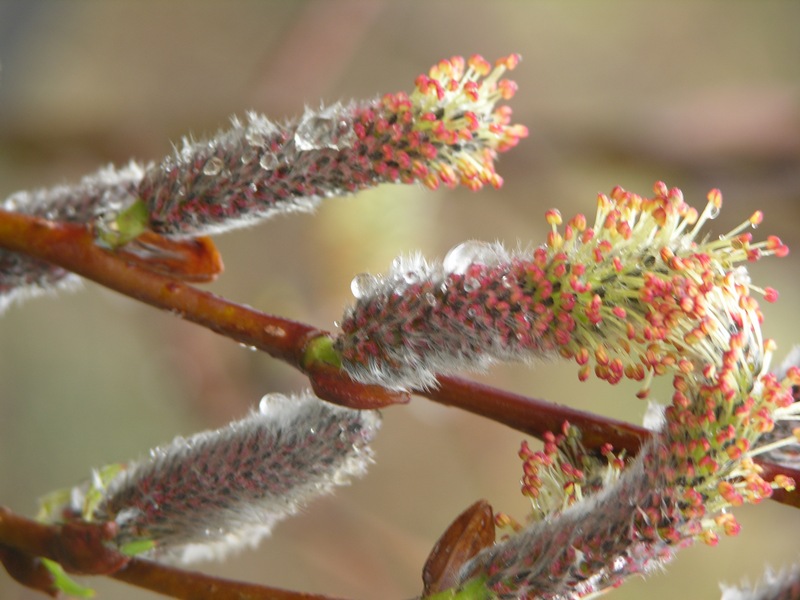 Изображение особи Salix udensis.