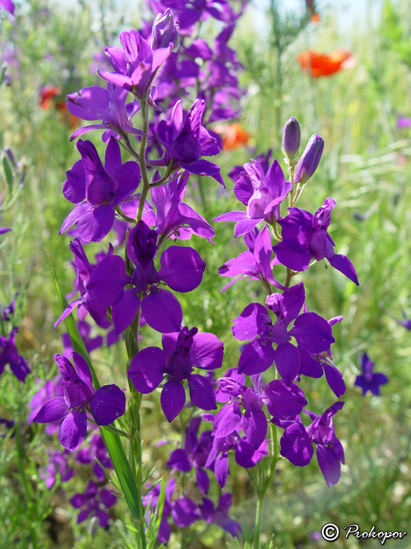 Image of Delphinium hispanicum specimen.