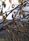 Betula concinna