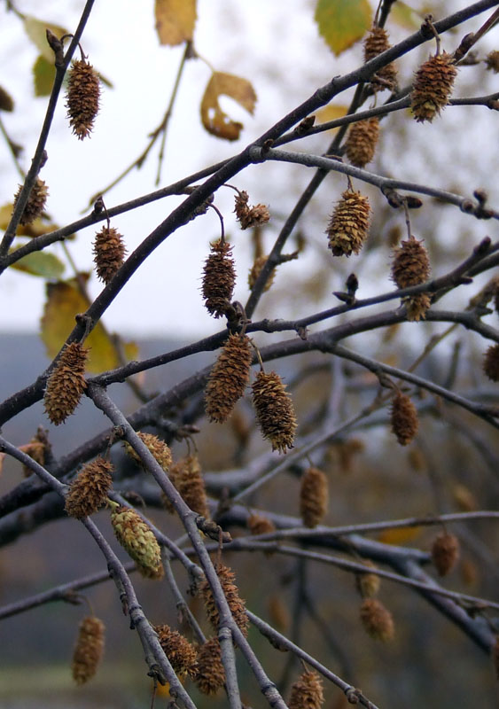 Изображение особи Betula concinna.