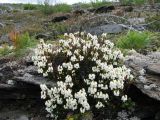 Cassiope ericoides. Цветущее растение на плоской вершине гольца. Иркутская обл., Бодайбинский р-н. 15.06.2008.