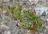 Salix sphenophylla. Плодоносящее растение. Бурятия, плато п-ова Святой нос (выс. около 1800 м н.у.м.). 22.07.2009.