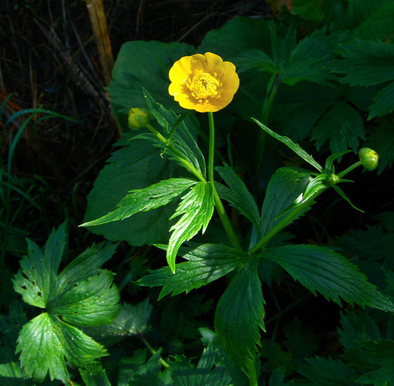 Image of Ranunculus grandifolius specimen.