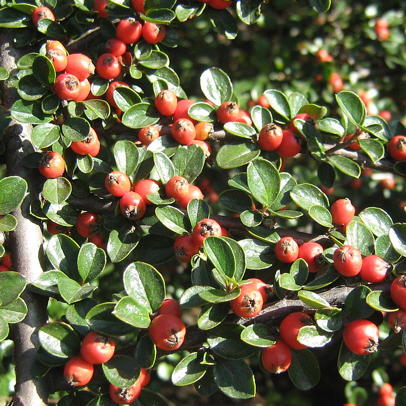 Изображение особи Cotoneaster horizontalis.