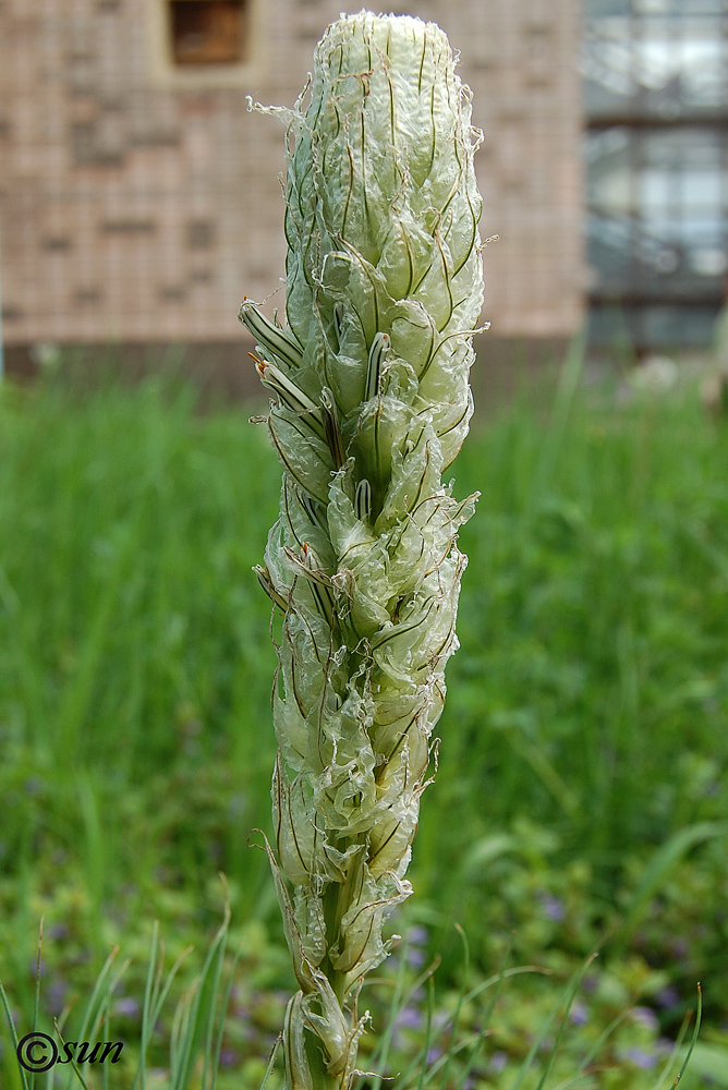 Изображение особи Asphodeline taurica.