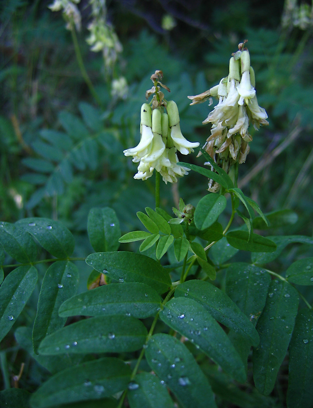 Image of Astragalus frigidus specimen.