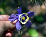 Aquilegia sibirica