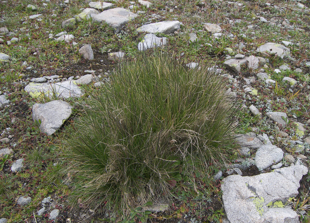 Image of Nardus stricta specimen.