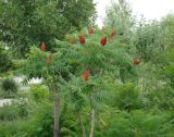 Rhus typhina