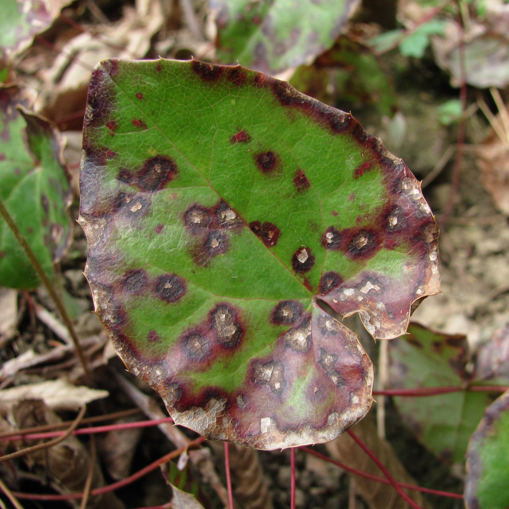 Image of Epimedium colchicum specimen.