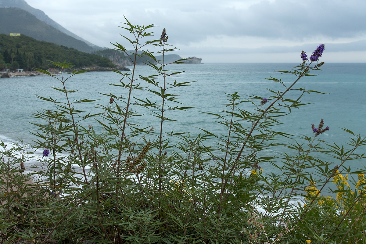 Image of Vitex agnus-castus specimen.