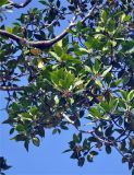 Bruguiera gymnorhiza. Часть ветви с бутонами и цветками. Андаманские острова, остров Хейвлок. 01.01.2015.