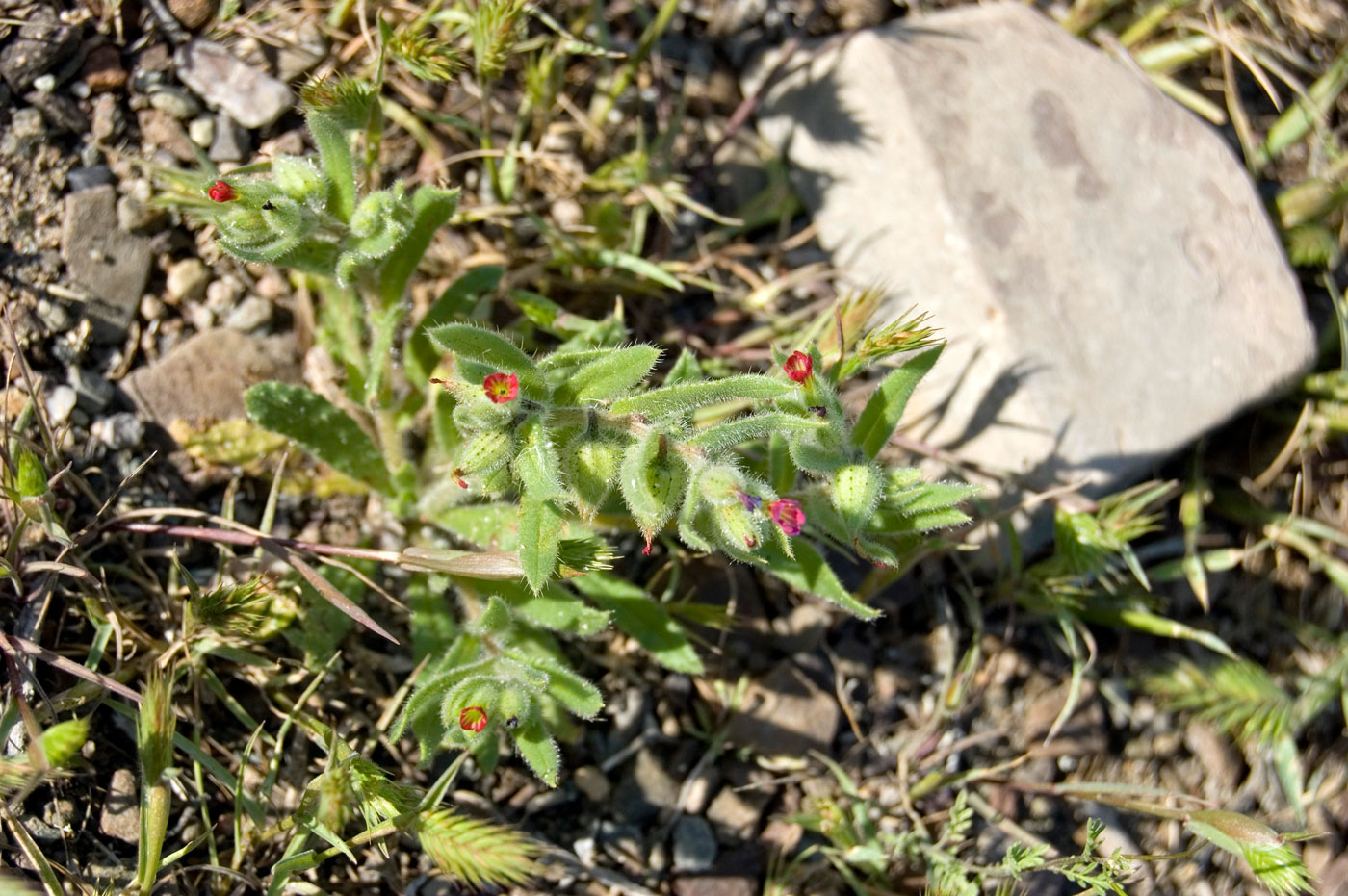Image of Nonea caspica specimen.