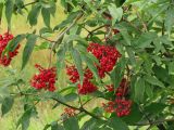 Sambucus sibirica