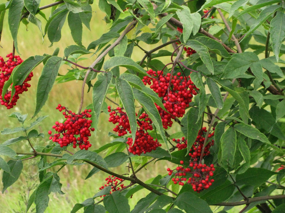 Image of Sambucus sibirica specimen.