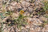 Achillea birjuczensis