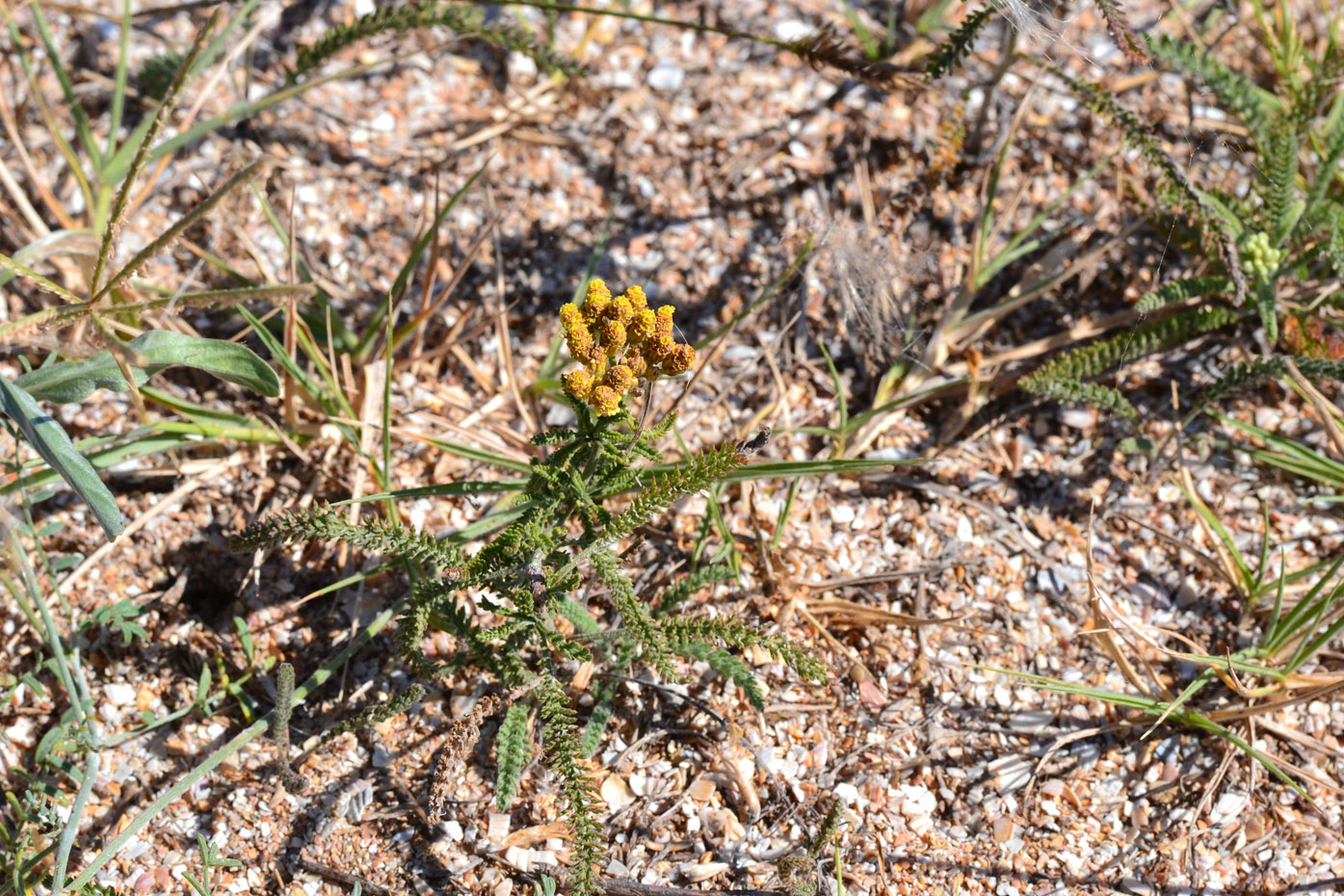 Image of Achillea birjuczensis specimen.