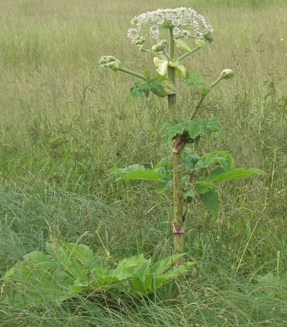 Image of Heracleum sosnowskyi specimen.