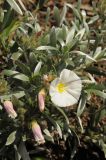 Convolvulus cneorum. Верхушка цветущего растения. США, Калифорния, Сан-Франциско, ботанический сад. 28.02.2014.