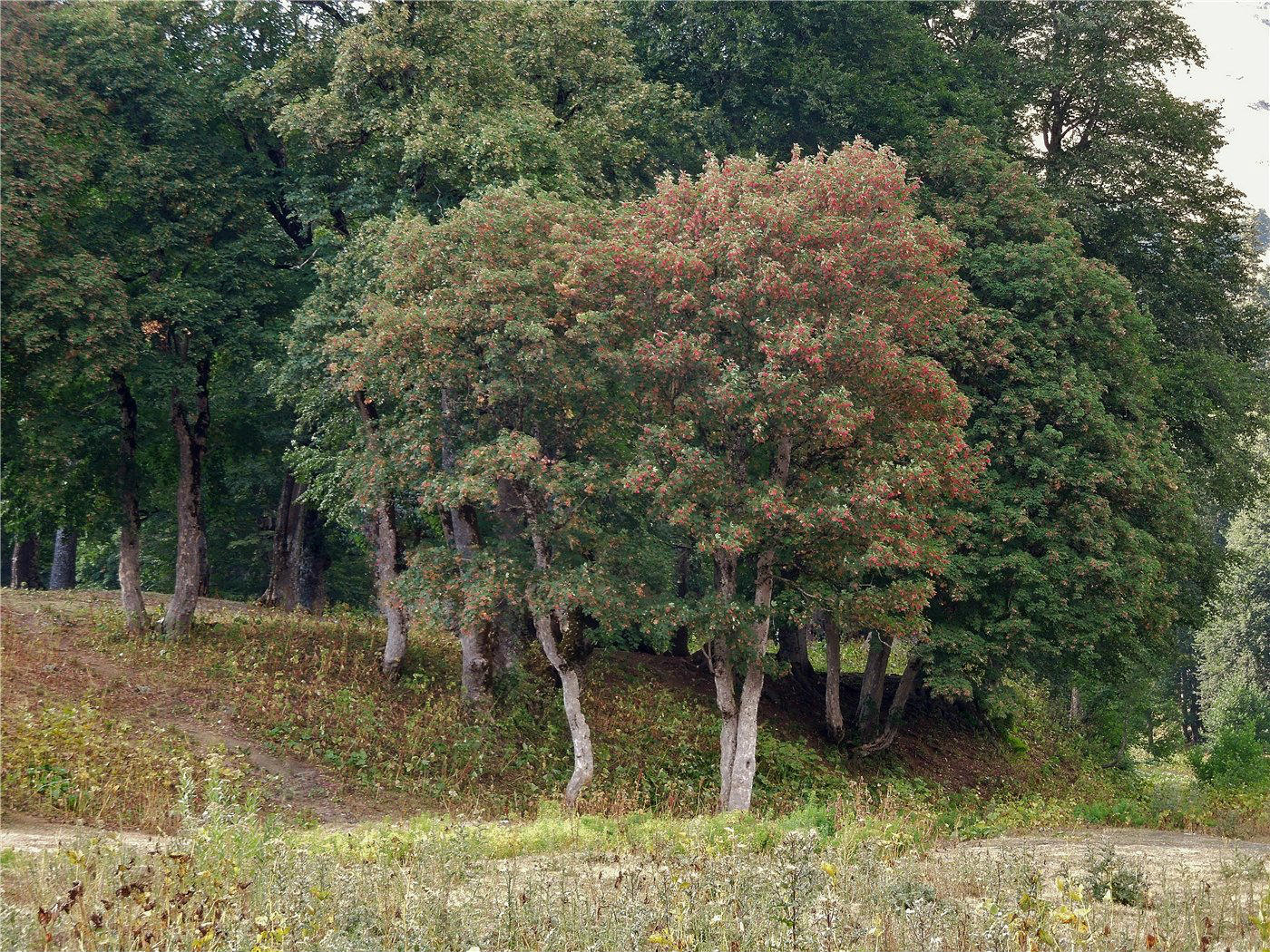 Image of Acer trautvetteri specimen.