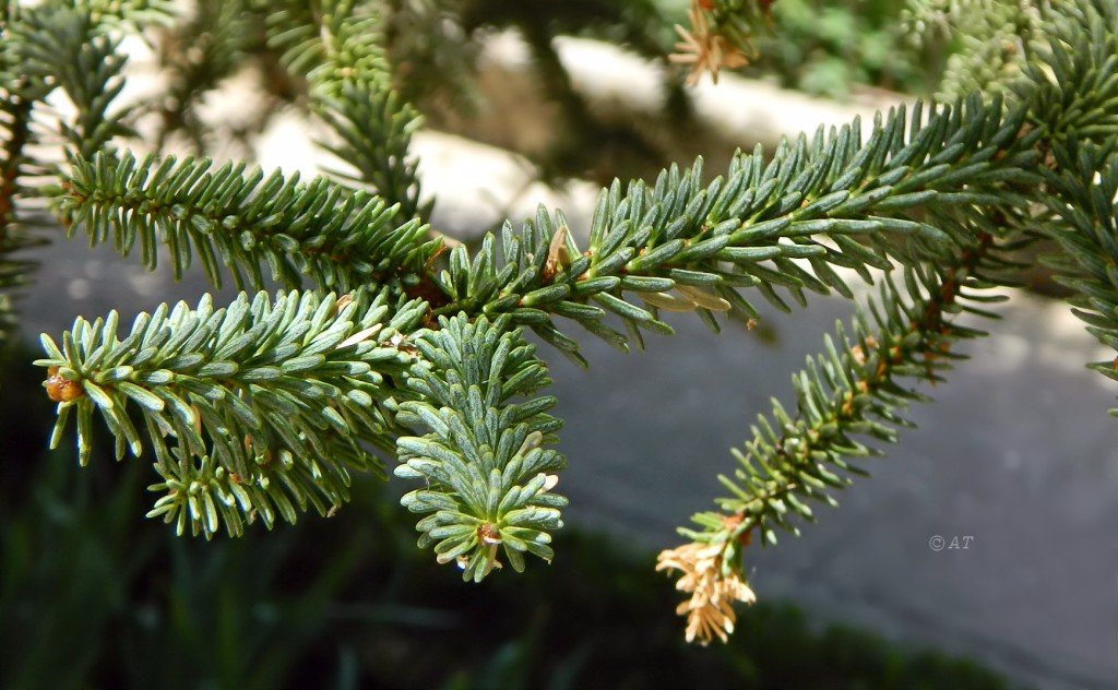 Image of Abies pinsapo specimen.