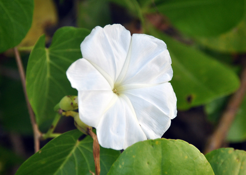 Изображение особи Ipomoea violacea.