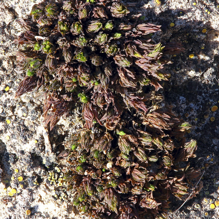 Image of Orthotrichum anomalum specimen.