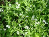 Moehringia lateriflora. Цветущие растения. Иркутск, газон. 07.06.2014.