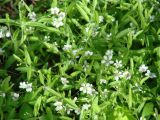 Moehringia lateriflora