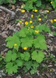 Ranunculus cappadocicus