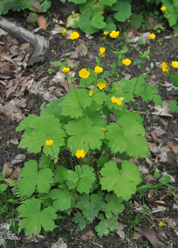 Изображение особи Ranunculus cappadocicus.