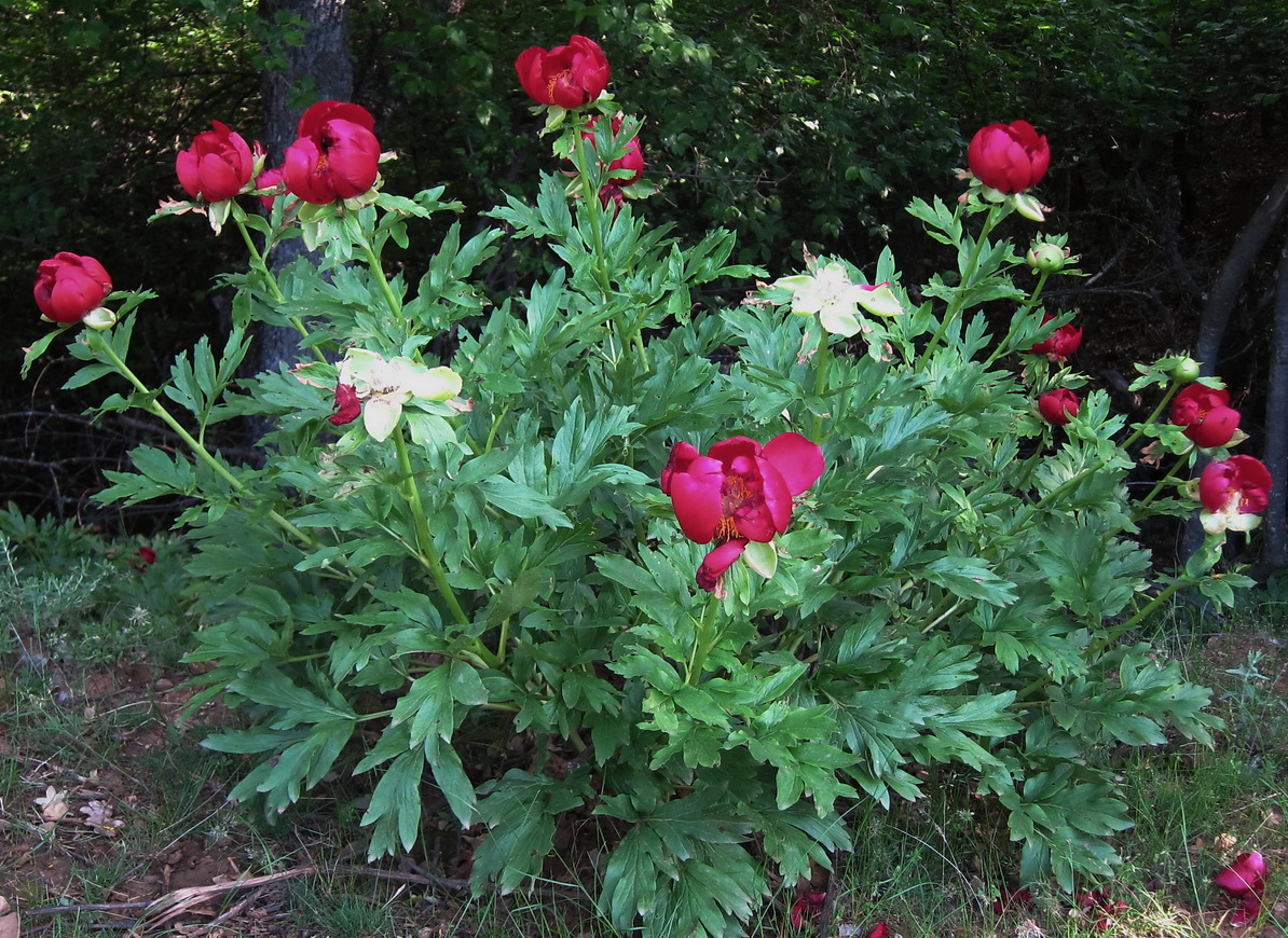 Image of Paeonia peregrina specimen.