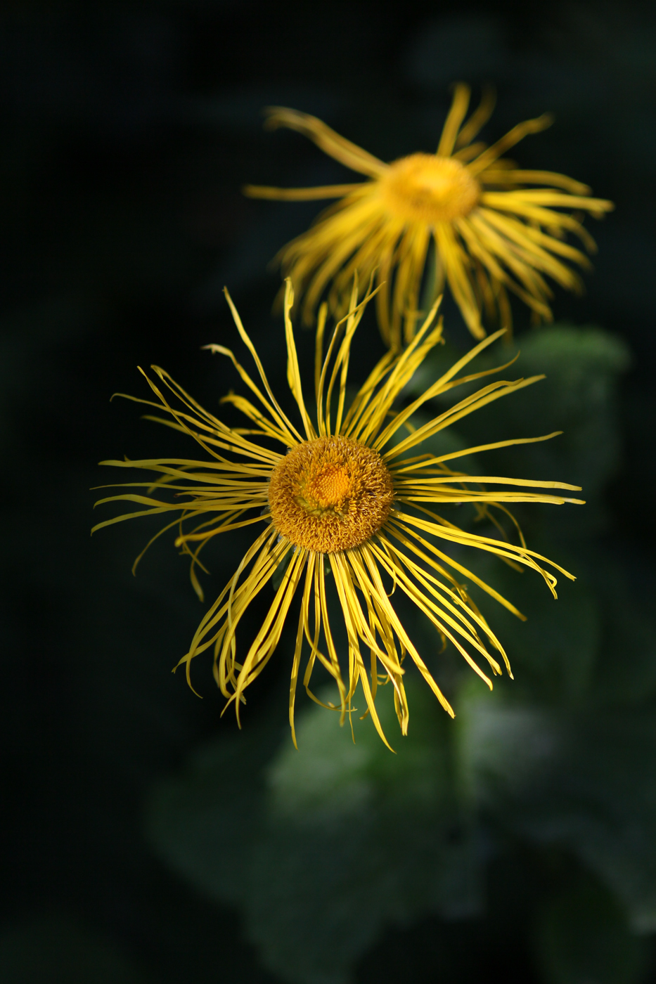 Изображение особи Telekia speciosa.