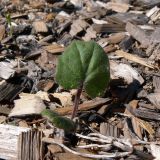 Tussilago farfara