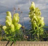 Aconitum confertiflorum. Верхушки побегов с соцветиями. Адыгея, Кавказский биосферный заповедник, Фишт-Оштенский массив, перевал Узуруб, выс. ≈ 1950 м н.у.м., каменистый склон. 30.08.2015.