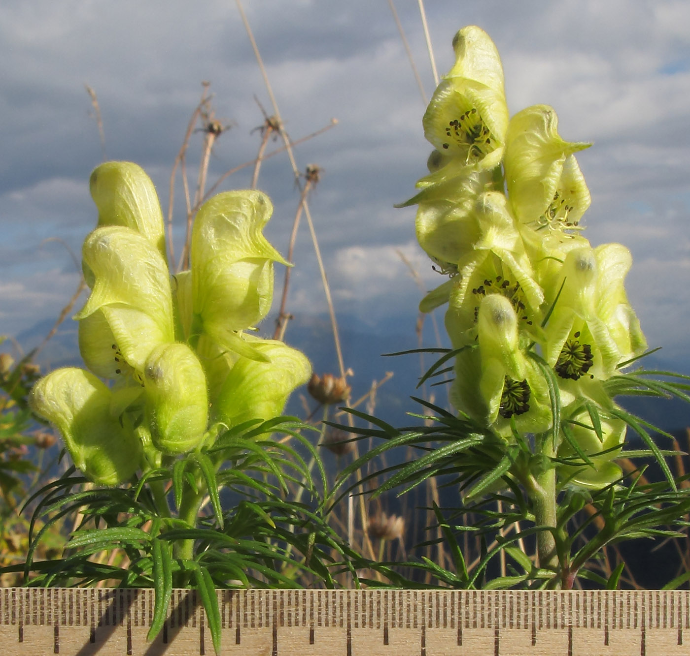 Изображение особи Aconitum confertiflorum.