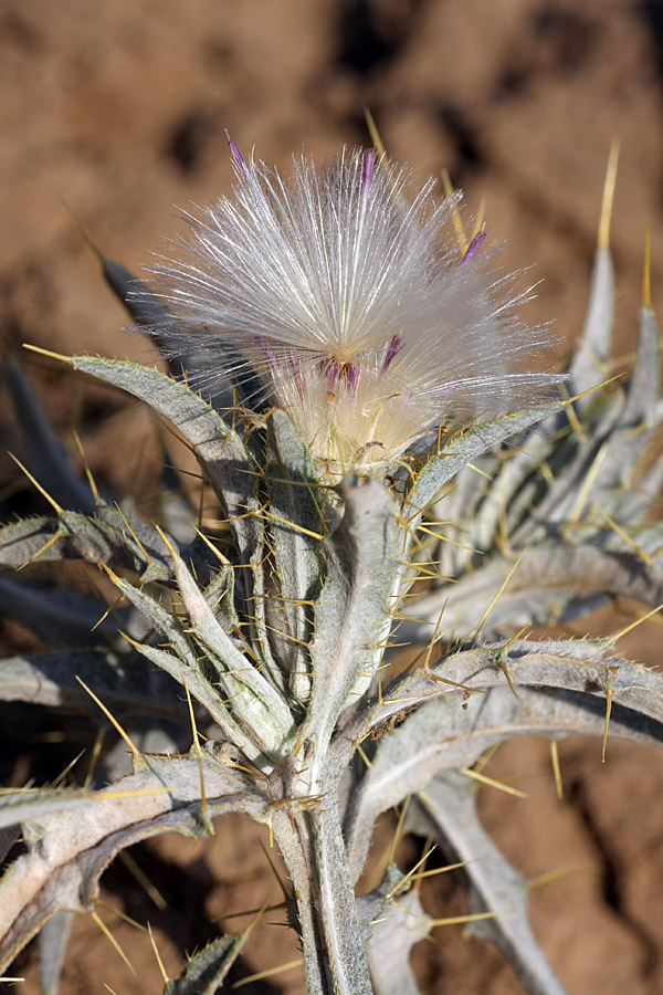 Image of Picnomon acarna specimen.