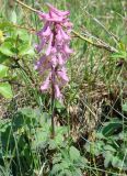 Corydalis paeoniifolia. Цветущее растение. Южная Якутия, Нерюнгринский р-н, перевал Тит. 26.06.2008.