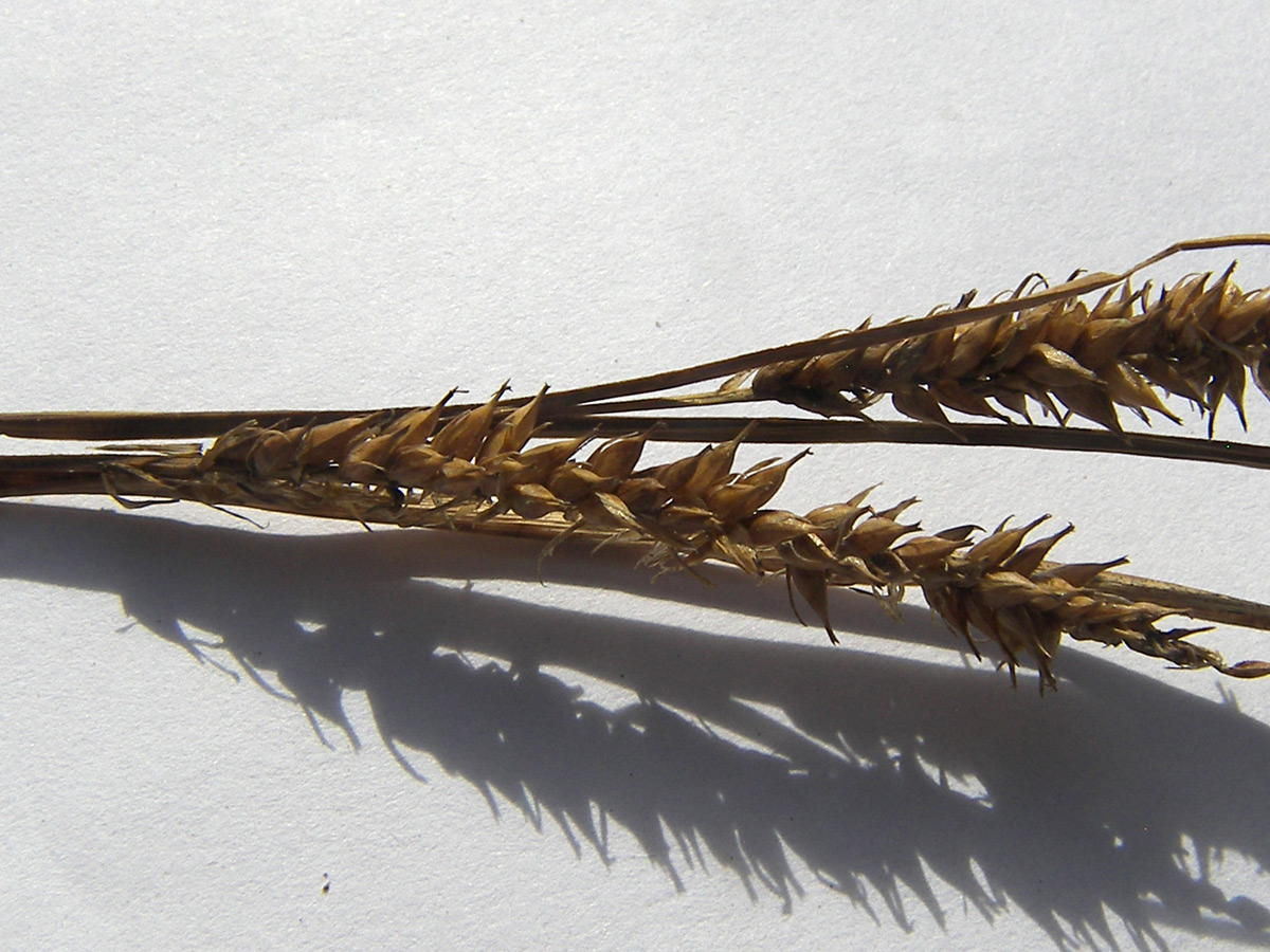 Image of Carex pamirica ssp. dichroa specimen.