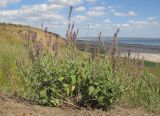 Salvia tesquicola