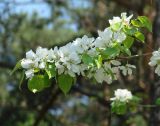 Pyrus ussuriensis. Верхушка ветви с соцветиями. Иркутская обл., г. Иркутск, в озеленении. 19.05.2015.