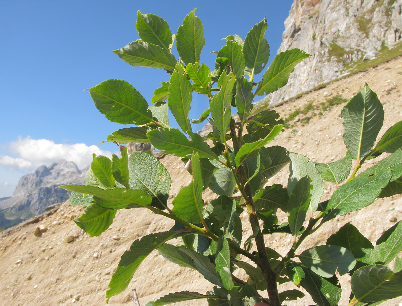 Image of Salix caprea specimen.