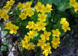 Caltha palustris