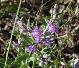 Saussurea salicifolia
